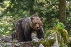 Bär