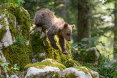 Bär