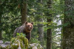 Bär