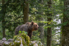 Bär