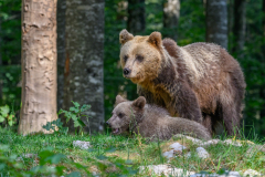 Bär