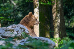 Bär
