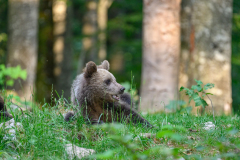 Bär