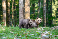 Bär