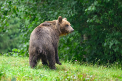 Bär
