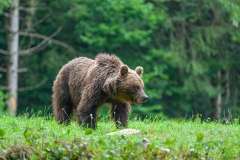 Bär