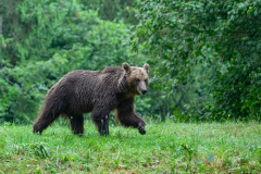 Bär