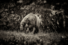 Bär