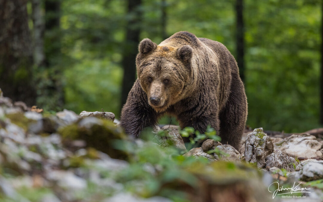 Braunbären Fotoversteck Mai 2025