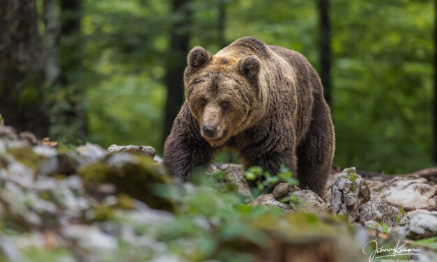 Braunbären Fotoversteck Mai 2025